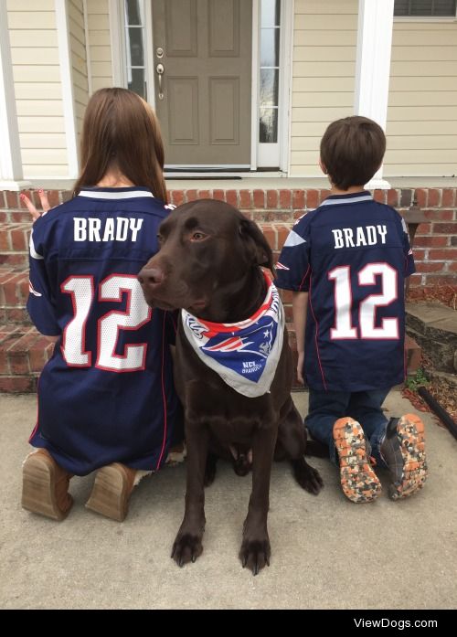 This is my 3 year old chocolate lab Brady!