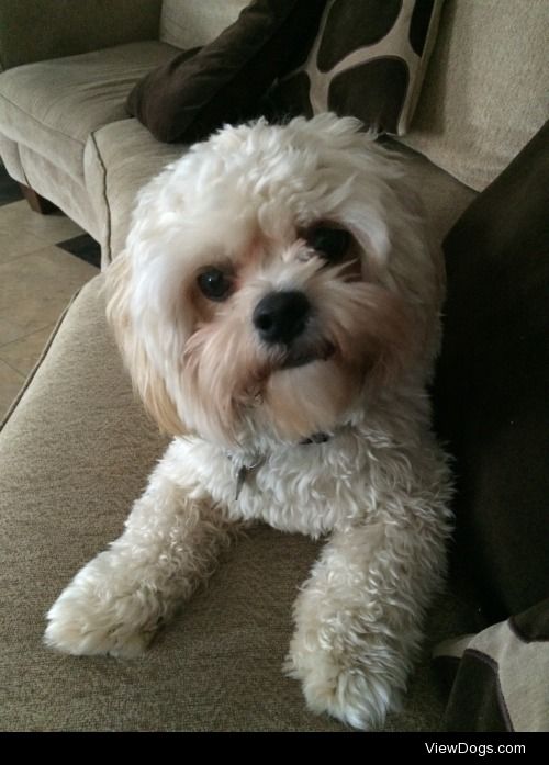 Brock, a 16 month old shih-poo!