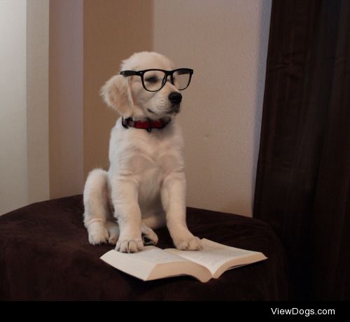 English Golden Retriver puppy.