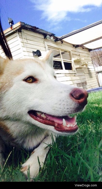 Behold Pippa, the dog who is more photogenic than her owner.
