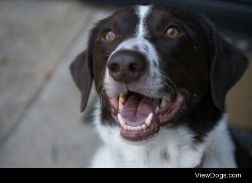 The happiest dog that ever was.