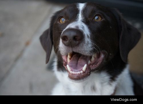 The happiest dog that ever was.