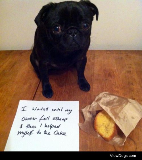 The princess said let them eat cake

I waited until my owner…