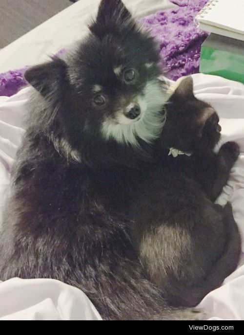 3 year old Jerrica, shorthaired pomeranian. Who is still a…