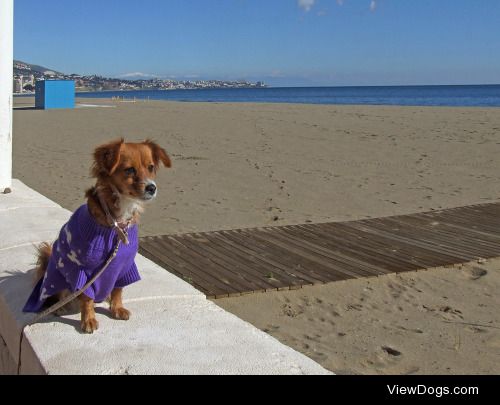 My little dog Nina with snow covered mountains in the far…