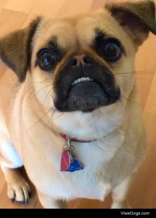 Penelope The Chug doing what she does best: melting hearts with…