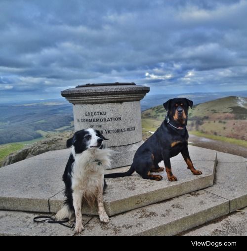 Ollie (ollietherottweiler.tumblr.com) and Barney…