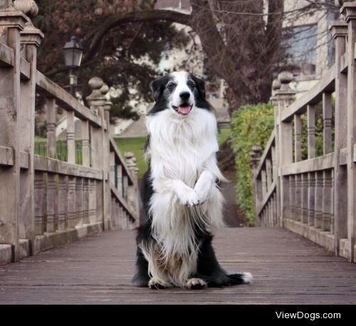 megpricephotography:

Barney at the park today :) Eek, 2 more…