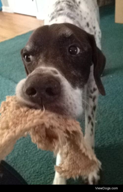 This is Sadie, an 11 year old Shorthaired English Pointer. She…