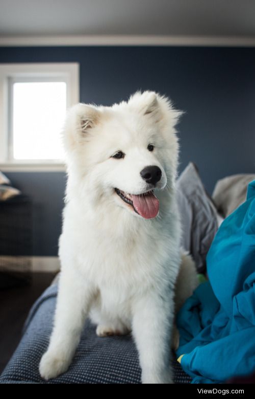 Samoyed on the couch


Jean-Michel Dupuis