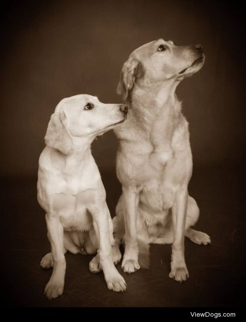 My lovely labs Lexi (Left) and Maddie (Right), literally my best…