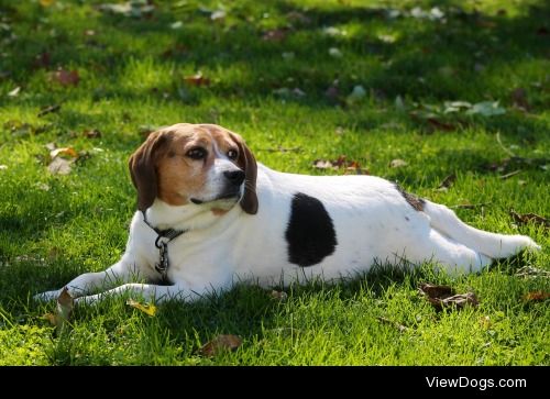 My 6 years old beagle named, Bocephus James!