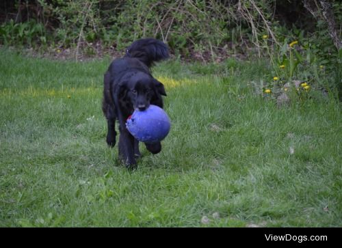 This is Ranger! He’s an 11 year old Black Labrador Retriever!