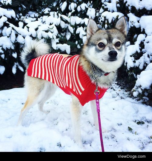 Hello!My name is Kobi, and I am an Alaskan Klee Kai
Kobi on…