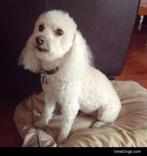 My 13 year-old toy poodle, Nugget, resting upon his favourite…