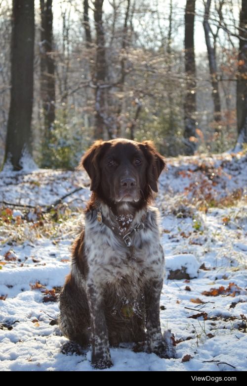 Gasko (very dirty). Breed: Kleiner Münsterländer