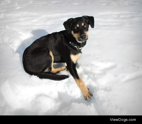 Skie’s first winter, 5mths old, Rottweiler…