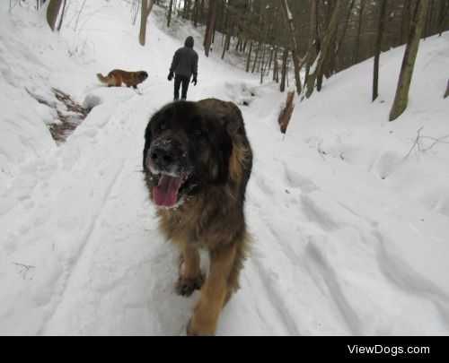 my boyfriend’s leonberger Nero is happiest in the snow