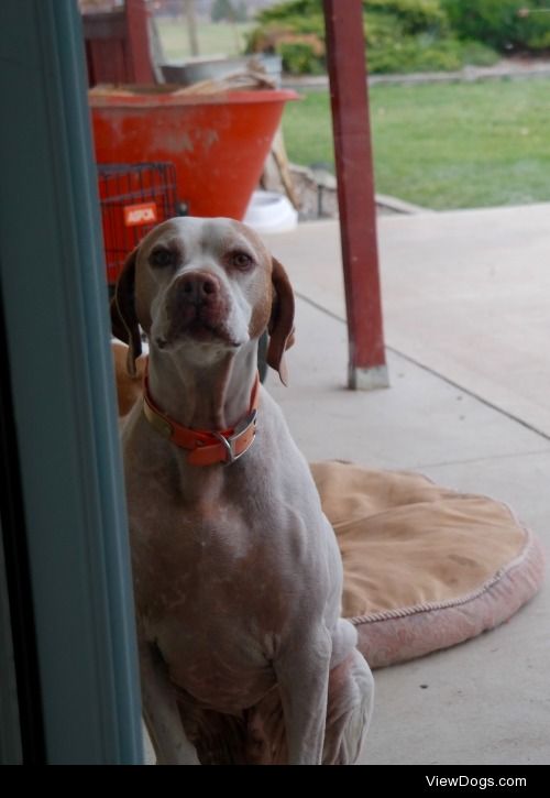 HoneyBear our calm Short Haired English Pointer