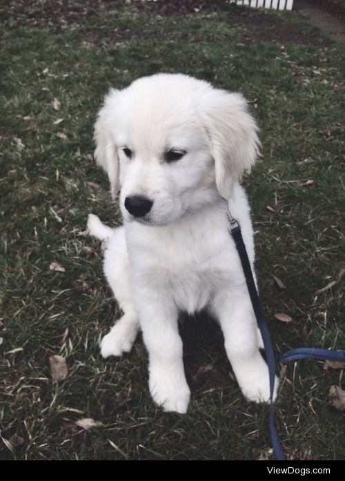 11 week old English Golden Retriever.