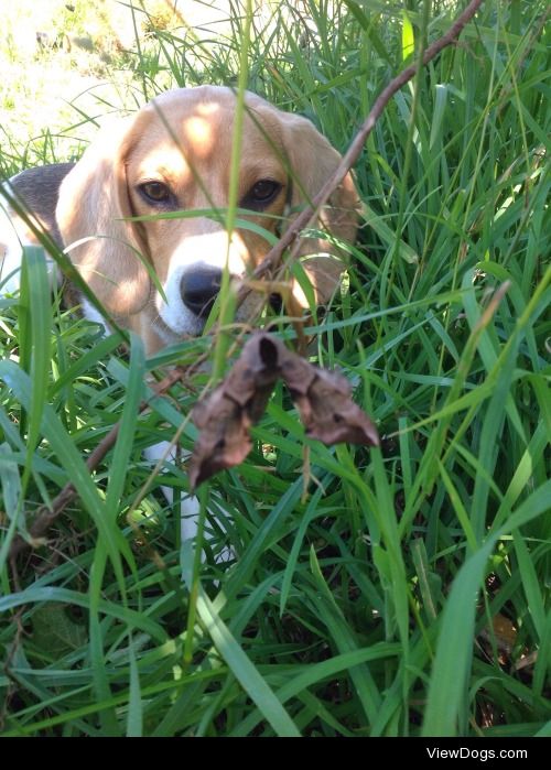 Stitch. Beagle , notre fifille d amour