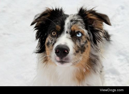 This is Zen he’s an Australian Shepard he’s 8 months…