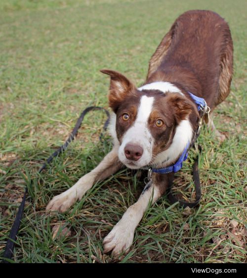 megpricephotography:

My new boy, Flynn! Out having some fun in…