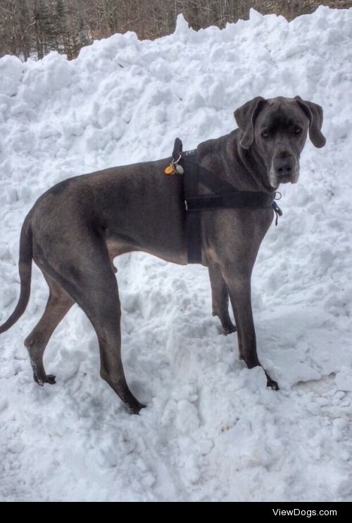 Lukiss doesn’t understand why the white stuff keeps growing.