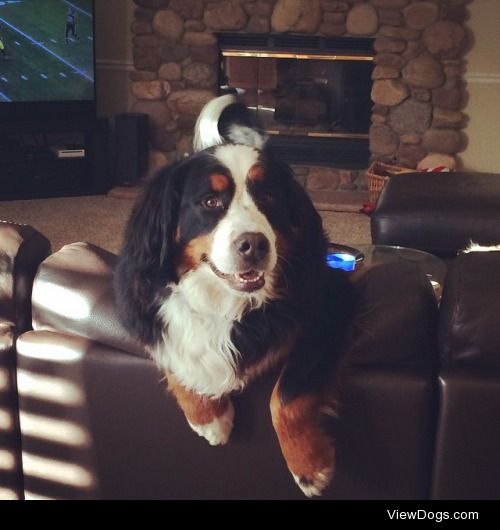 This is our four-year-old Berner, Lambeau. He is a big dumb…