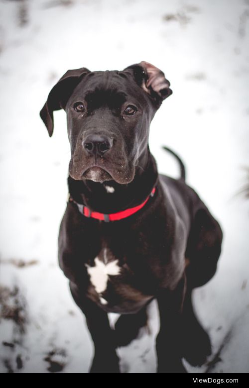 guidedogintraining:

Rare shot of a Georgia dog in snow; fave…