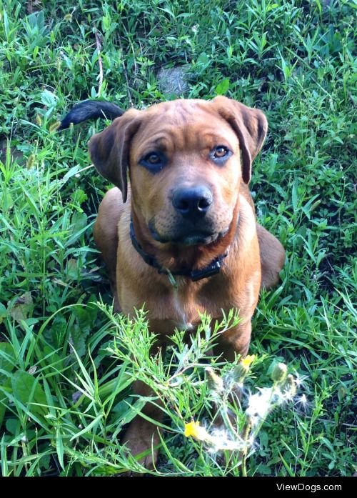 My puppy kado he’s a St. Bernard/Rottweiler mix