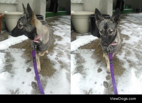 My adopted pup, Mila, experiencing her first snowfall in…