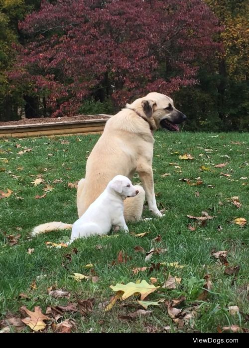 My two year old and three month old Anatolian shepherd. Dixie…