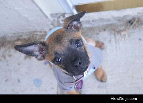 This is my chihuahua/pug mix Rory!