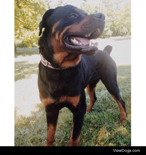 This is Rambo (half American/half German Rottweiler), he’s…