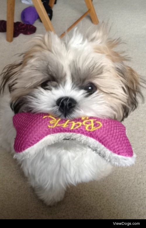 Nala, 6 month old Shih Tzu. Posing with one of her toys since…