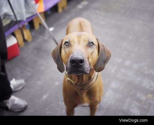 Rhodesian Ridgeback at 139th annual Westminster Kennel Club Dog…