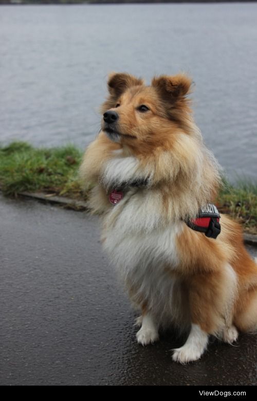 jule, sheltie, 2 years – by dramatic-confusion