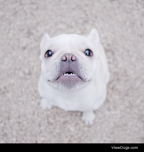 french bulldog, via instagram.com/emwng