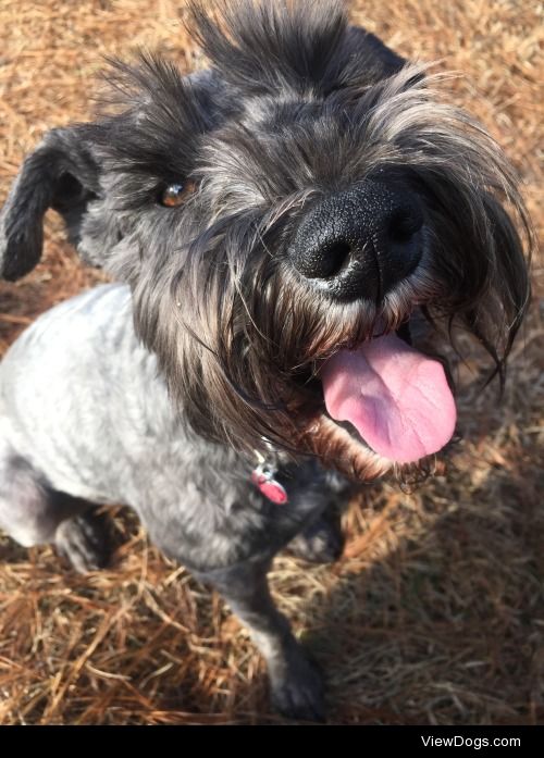 Happy mini Schnauzer Rocco.