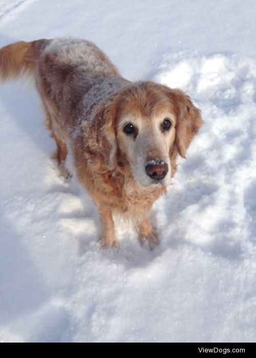 Ammee, almost 13 year old Golden Retriever