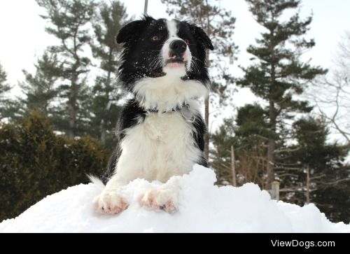 This is Zeke he’s a Border Collie i was lucky to get this…