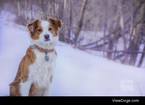 shepherd-tails:2/15/2015My sweet, beautiful princess. <3