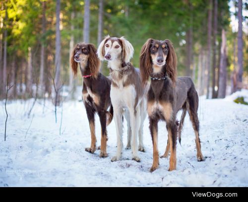 The beautiful Saluki
Photo captured by Norwegian dog…