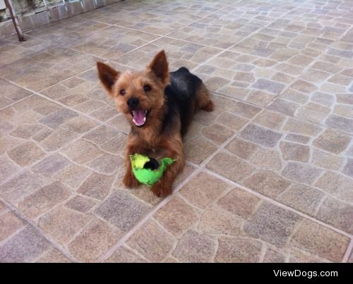 My 8 years old yorkshire Sushi, playing with his half-destroyed…