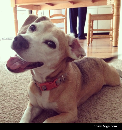 Baxter, the ten year old dachshund/beagle mix, hamming it up for…