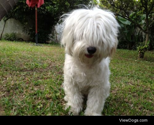 Sahnti is a 5 years old Coton de Tulear from Buenos Aires…