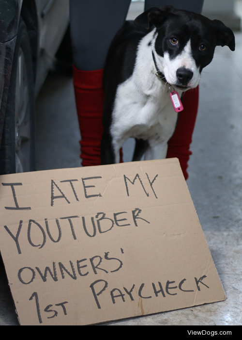 Vlogger Gobbler

Sasha is a pup, an over-active one at that….