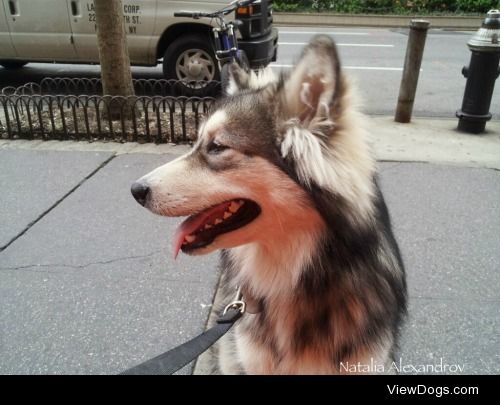 Alcide, the Alaskan Malamute. By Natalia Alexandrov