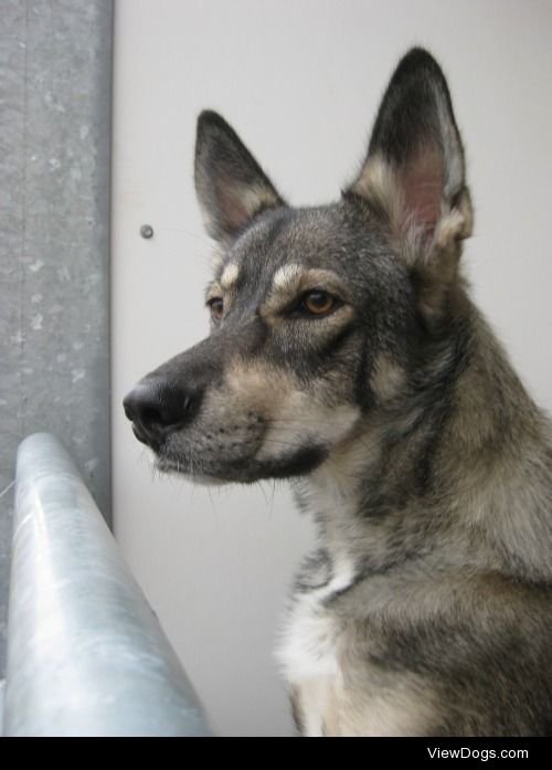 Masha, a Russian rescue enjoying herself on the balcony in…